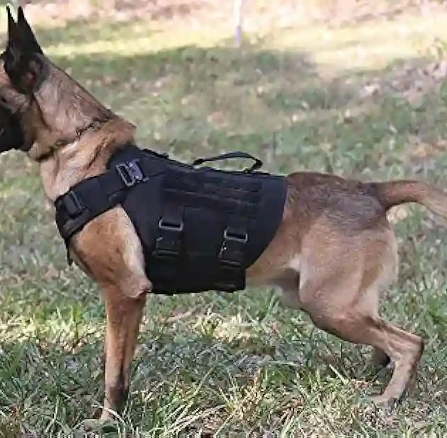 dog harness