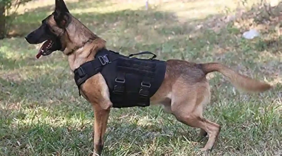 dog harness