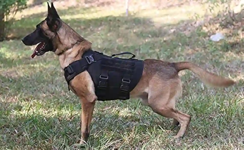 dog harness