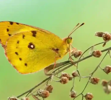 Yellow Butterfly Meaning
