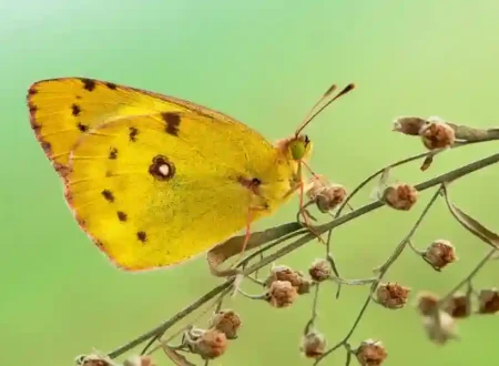 Yellow Butterfly Meaning