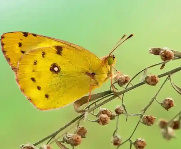 Yellow Butterfly Meaning