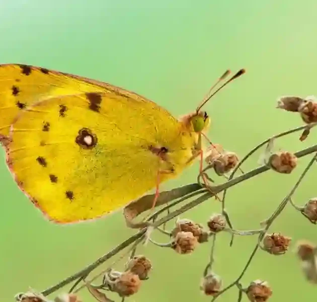 Yellow Butterfly Meaning
