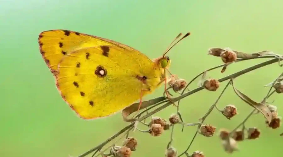 Yellow Butterfly Meaning