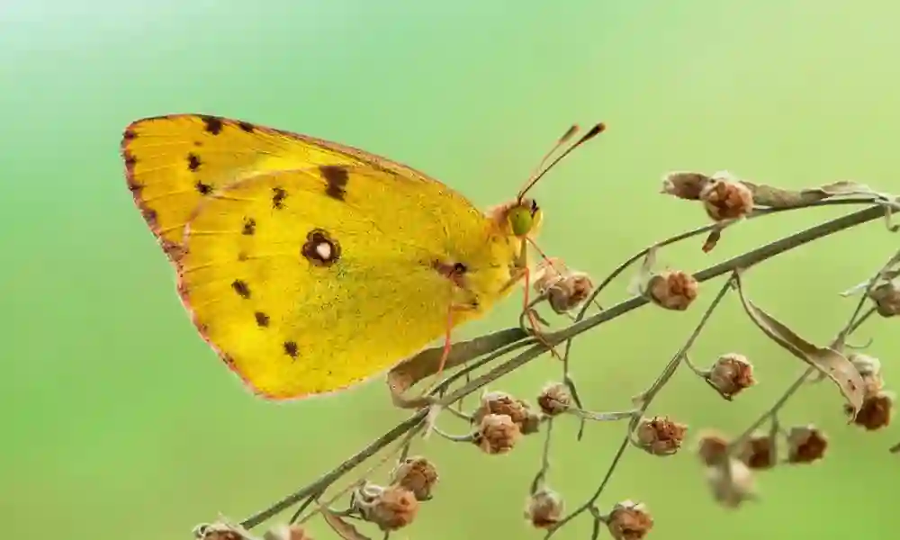 Yellow Butterfly Meaning